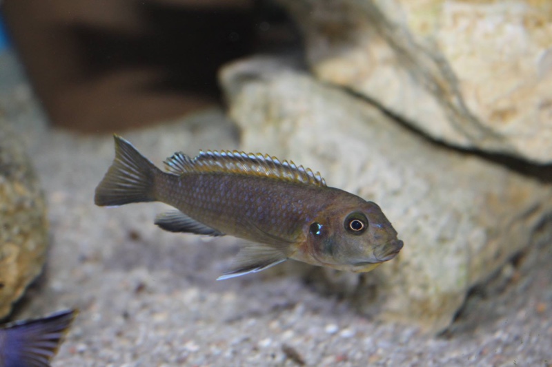 Tropheops kumwera 'Makokola Reef'